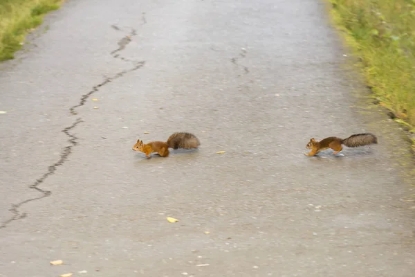 Eichhörnchen Kümmern Sich Den Fußweg Park — Stockfoto