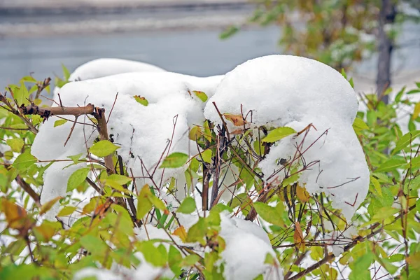 bush sidewalk in the snow