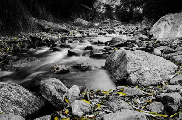 Rocks and smooth water of a small river in nature, in high contrast black and white with colored leafs