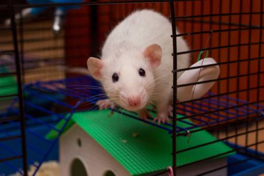 Açık bir kafes bakan evde beslenen hayvan iri fare. Beyaz aile içi dumbo sıçan. Yerli fareler, ekipman ve aksesuarlar, fareler kavramı bakımı. Özgürlük ve kaçış kavramı