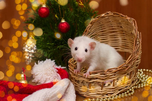 Bílý Domácí Krysa Koši Pozadí Vánoční Stromeček Symbolem Konceptu Čínského — Stock fotografie