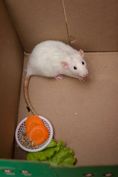 白哑巴老鼠第一天在家 家养大鼠宠物 — 图库照片