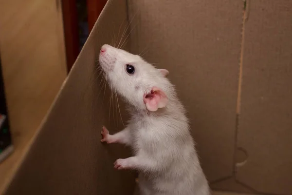 Witte Dombo Rat Eerste Dag Thuis Binnenlandse Rat Huisdier Probeert — Stockfoto