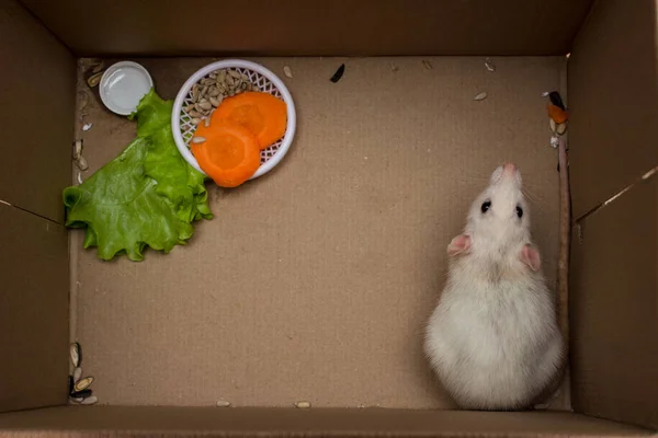 白哑巴老鼠第一天在家 家养大鼠宠物 — 图库照片
