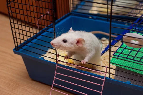 Pet rat looking out from an open cage. White domestic dumbo rat. Taking care of domestic rats, equipment and accessories for rats concept. Freedom and escape concept