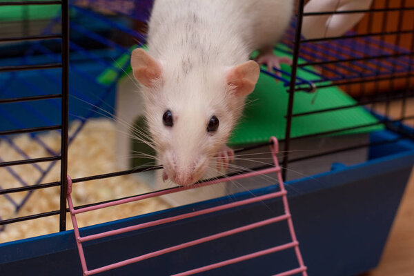 Pet rat looking out from an open cage. White domestic dumbo rat. Taking care of domestic rats, equipment and accessories for rats concept. Freedom and escape concept