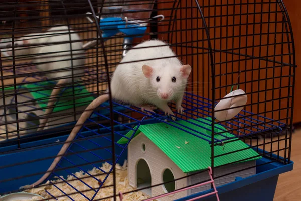 宠物老鼠从一个敞开的笼子里往外看 白色家养的哑巴老鼠 照顾家养大鼠 大鼠的设备和配件的概念 自由与逃避的概念 — 图库照片