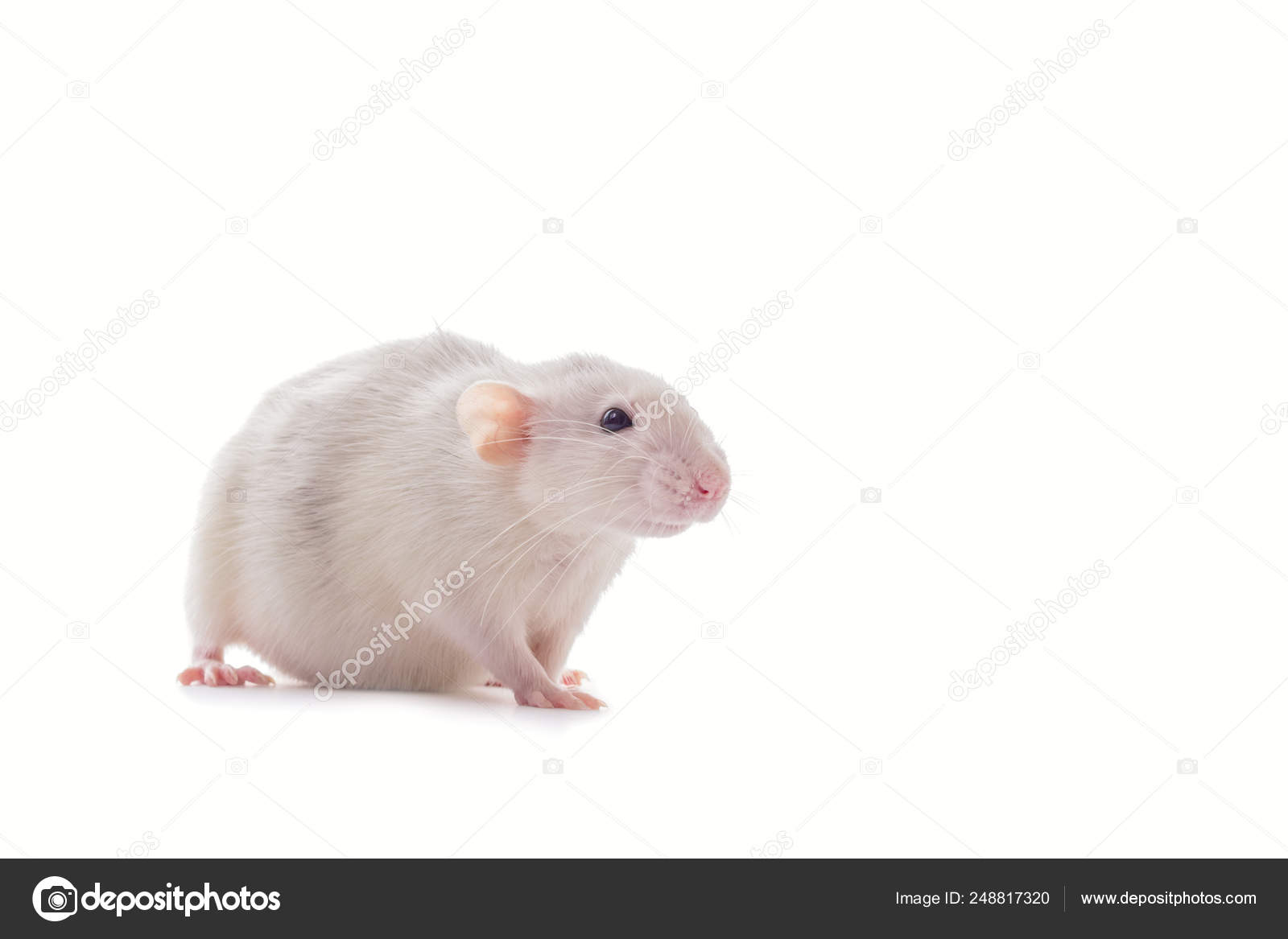 Rata Husky Tonta Doméstica Blanca Aislada Sobre Fondo Blanco Gorda