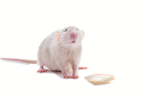 White Domestic Dumbo Husky Rat Isolated White Background Fat Pregnant — Stock Photo, Image