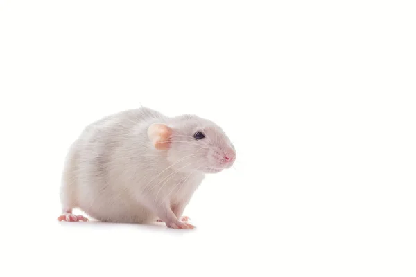 White Domestic Dumbo Husky Rat Isolated White Background Fat Pregnant — Stock Photo, Image