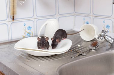 İki siyah Rats (Rattus norvegicus), bir mutfakta bir apartmanda bir lavabo üzerinde kirli beyaz plakalar ve bardak. Bir daire konseptinde vermins, kemirgenler ile mücadele. Imha.