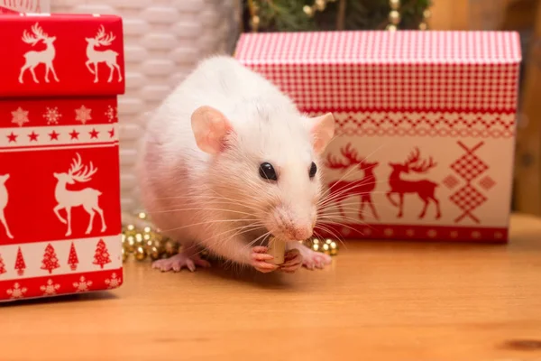 White Domestic Rat Christmas Background Symbol Chinese New Year 2020 — Stock Photo, Image
