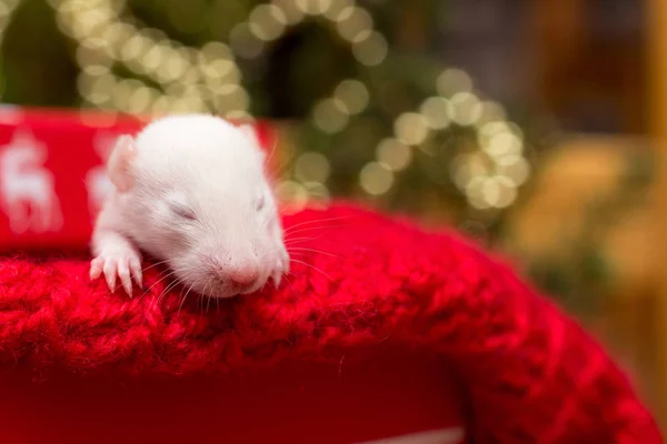 圣诞节背景下的小白鼠2周 中国2020年新年贺卡概念的象征 — 图库照片