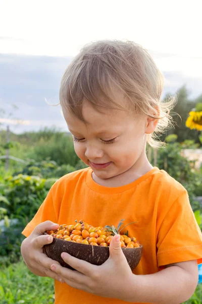 Years Old Child Eating Fresh Sea Buckthorn Berries Outdoors Summer — Stock Photo, Image