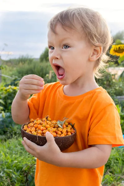 Years Old Child Eating Fresh Sea Buckthorn Berries Outdoors Summer — Stock Photo, Image