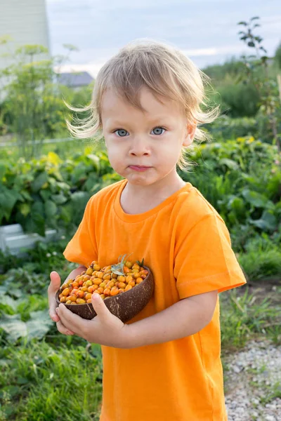 Years Old Child Eating Fresh Sea Buckthorn Berries Outdoors Summer — Stock Photo, Image