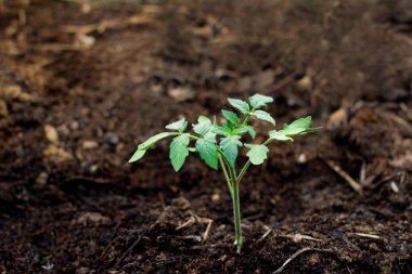 Toprakta taze domates filizleniyor. Tarım, bahçecilik ve tarım kavramı