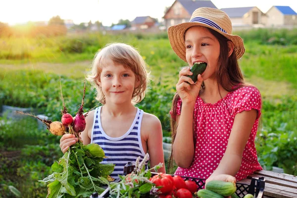 Happy Girl Eating Cucumber Boy Fresh Radishes Other Vegetables Garden — Stock Photo, Image