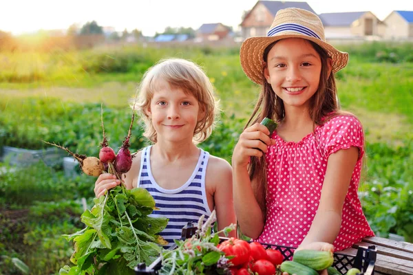 Ragazza felice mangiare un cetriolo e un ragazzo con ravanelli freschi e altre verdure in un giardino. Vacanze estive in campagna . Foto Stock