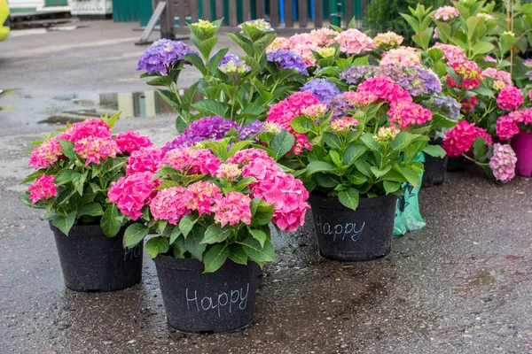 Pink Blue Purple Blossoming Hydrangea Macrophylla Mophead Hortensia Flower Pots — Stock Photo, Image