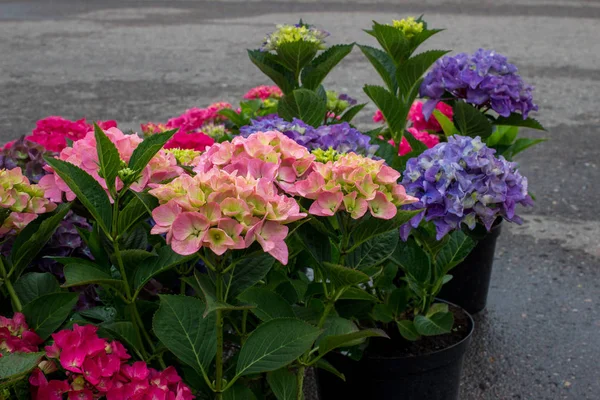 Pink Blue Purple Blossoming Hydrangea Macrophylla Mophead Hortensia Flower Pots — Stock Photo, Image