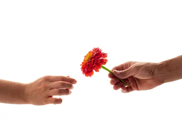 Een Mannelijke Hand Houden Het Geven Van Een Bloeiende Zinnia — Stockfoto