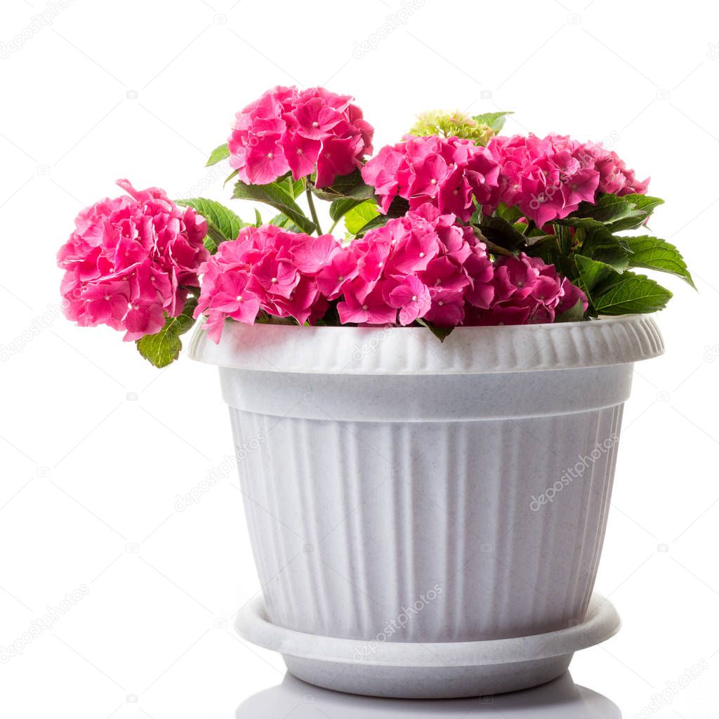 Pink blossoming Hydrangea macrophylla or mophead hortensia in a flower pot isolated on white