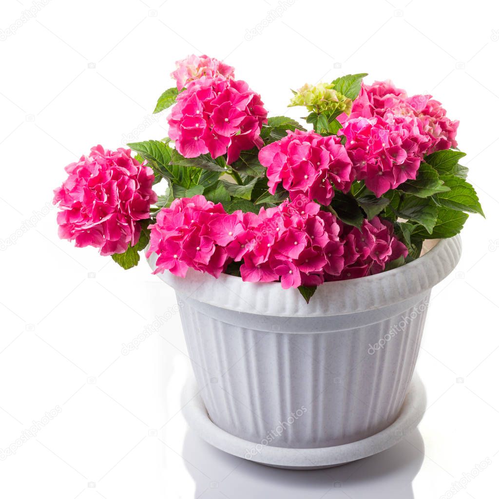 Pink blossoming Hydrangea macrophylla or mophead hortensia in a flower pot isolated on white