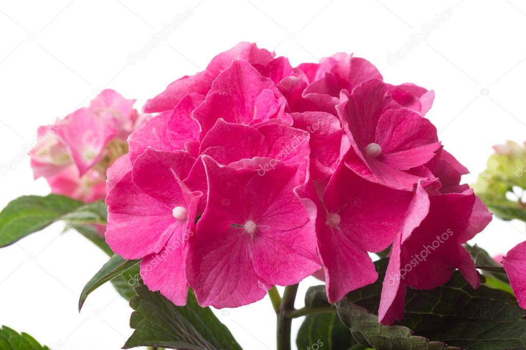 Pink blossoming Hydrangea macrophylla or mophead hortensia close-up isolated on white