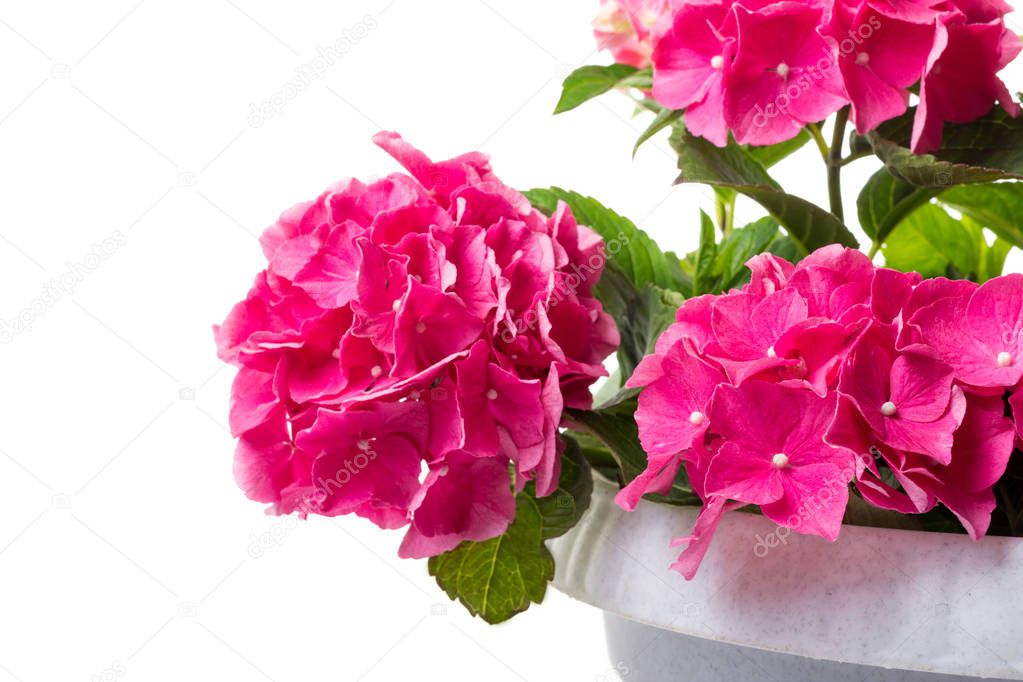 Pink blossoming Hydrangea macrophylla or mophead hortensia in a flower pot isolated on white