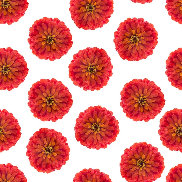 Seamless Pattern Red Flower Zinnia Elegans Decorating Gift Paper Textile — Stock Photo, Image