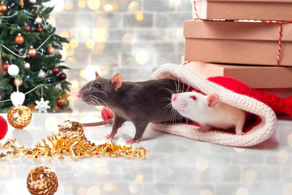 New year's poster for Chinese happy year of rat 2020. Black and white rats as a symbol of  yin and yang concept. Two rats with new year decorations and Christmas tree background with copy space