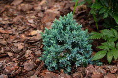 Beautiful alpine plant Blue star juniper in garden with decorative pine bark chips mulch clipart