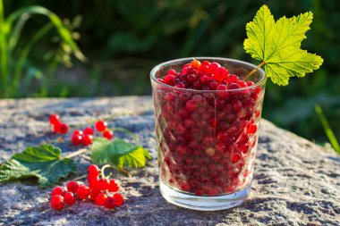 Olgun kırmızı frenk üzümü cam bardakta açık havada bahçede yeşil yapraklarla taşta. Yaz hasat konsepti