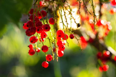 Olgun kırmızı böğürtlenli frenk üzümü bitkisi, Jonkheer van Tets Cultivar bahçede