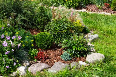 Rock garden flowerbed with red thunberg barberry, thuja danica aurea, blue star juniper, astilbe, lilac petunia, Festuca and other shrubs mulched with pine bark chips clipart