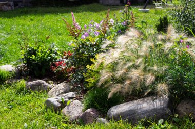 Perrenial bahçe, bitkiler, dekoratif tahıl çimenleri. Tilki kuyruklu arpa, festuca ve kayalıklarda astilbe.