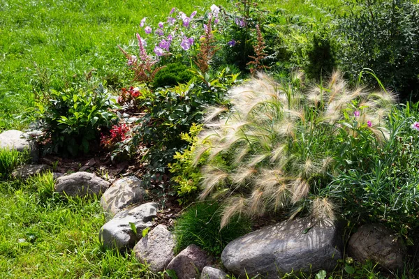 Perrenial Garden Evergreen Plants Decorative Cereal Grasses Foxtail Barley Festuca — Stock Photo, Image
