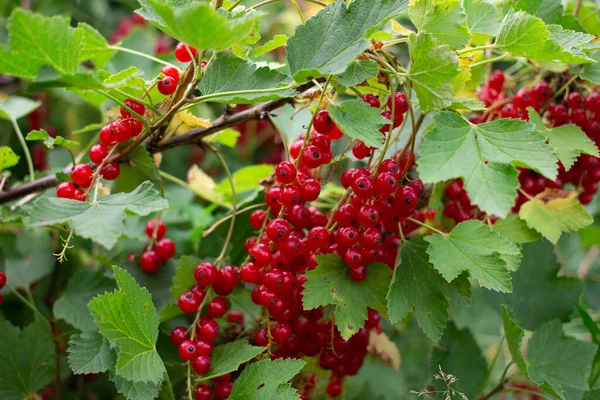 Gyümölcsös Növény Vörös Ribizli Érett Piros Bogyókkal Jonkheer Van Tets — Stock Fotó