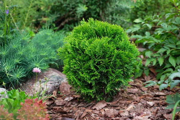 Thuja Occiellis Ica Aurea Cultivar Садовом Клумбе Декоративной Ландшафтной Корой — стоковое фото