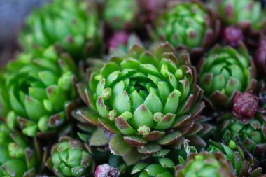 Sempervivum tectorum, kayalık ya da alp bahçesi olarak da bilinen kayalık bahçede yetişen kırmızı ve yeşil yapraklı ortak ev.