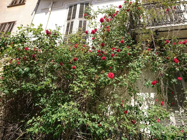 Eski şehirde duvarda kırmızı güller