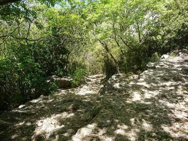 Green Forest Spring — Stock Photo, Image