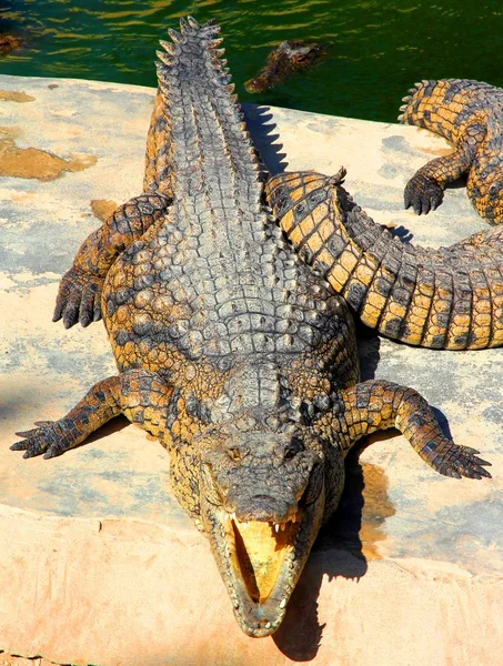 Vieux Grand Crocodile Rivière — Photo