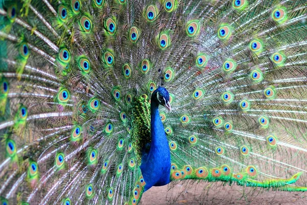 çok güzel tavus kuşu - pavo cristatus