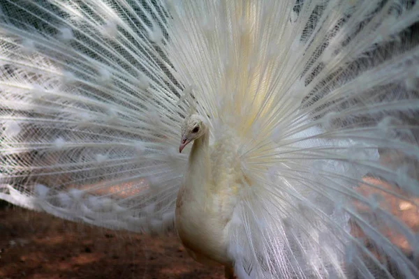 Beyaz çok güzel bir tavus kuşu ve büyük bir kuyruğu var. Nadir bulunan albino tavus kuşları. İyi akşamlar. Gevşek kuyruk yumuşak bir dantel masa örtüsüne benziyor..