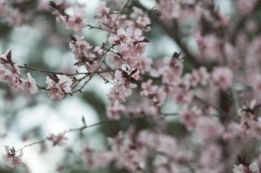 Bir dalda yaşamın başlangıcı