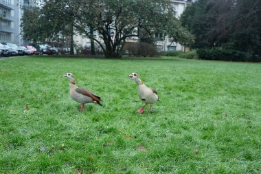 Güzel ördekler yeşil çimenlerin üzerinde yürürler.