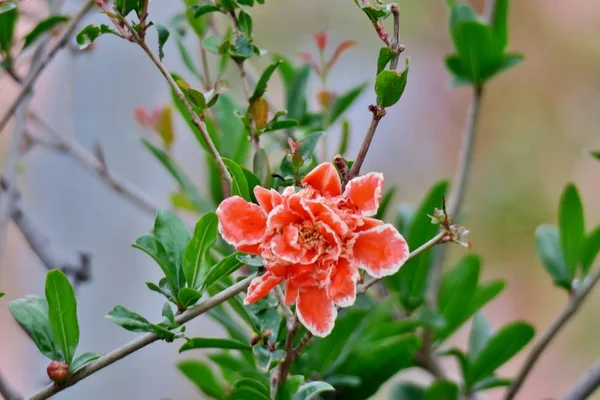 Granátové Květy Růžovými Bílými Světlými Květy — Stock fotografie