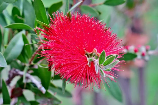 Beautiful Tree Pink Fluffy Flowers Close — Stock Photo, Image